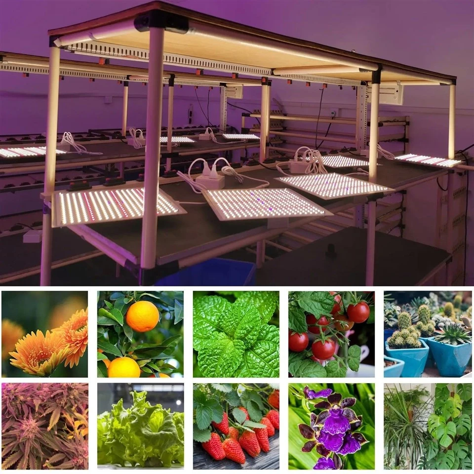 Quantum Board Grow Light Quantum Board Grow Light